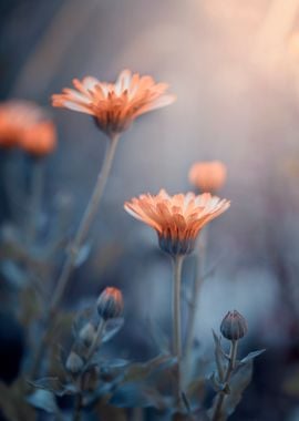 Marigolds in the garden