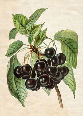 VINTAGE BLACK CHERRIES