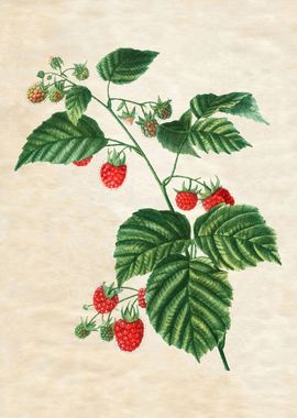 VINTAGE RASPBERRIES