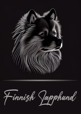 Elegant Finnish Lapphund