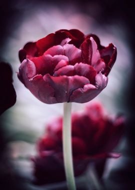 Maroon botanical tulip