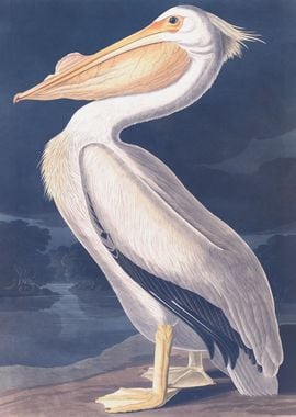 American White Pelican