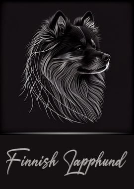 Finnish Lapphund Portrait