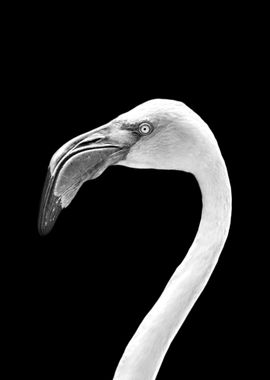 Flamingo Portrait