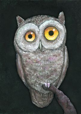 Funny owl