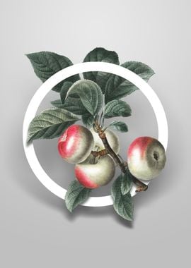 Vintage Apple Flower Art