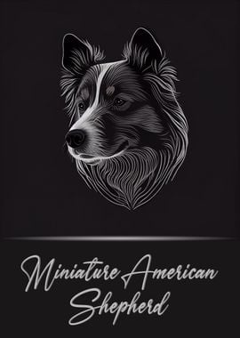 Mini American Shepherd