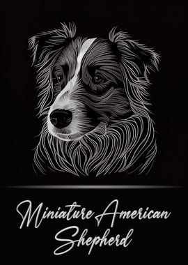 Mini American Shepherd