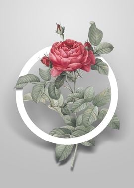 Red Gallic Rose Flower Art