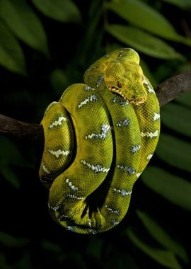 Vertical Emerald Tree Boa