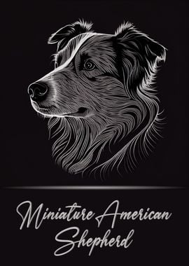 Mini American Shepherd