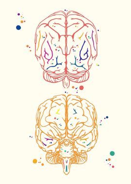 Brain Anatomy