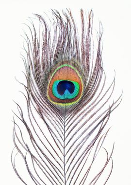 Peacock Feather