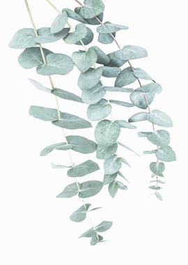 Eucalyptus