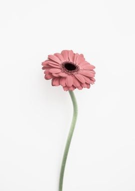 Pink Gerbera