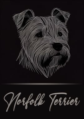 Elegant Norfolk Terrier