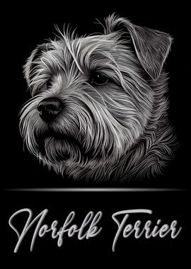 Adorable Norfolk Terrier