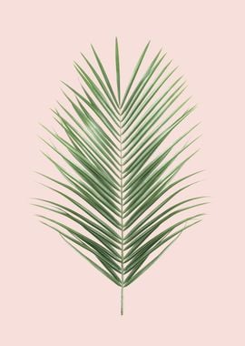 Palm Leaf Blush