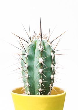 Spikey Cactus