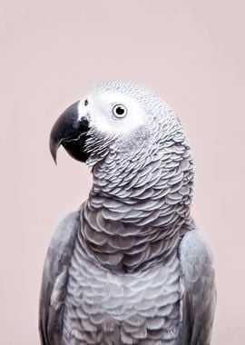 African Grey