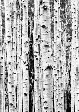 Birches