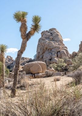 Joshua Tree National Park