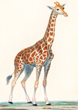 Giraffe