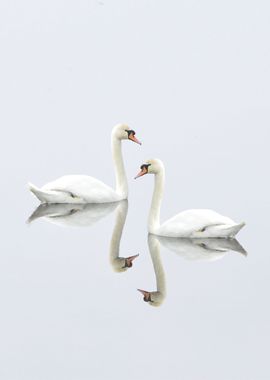 swan