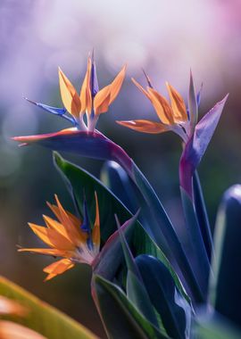 Fresh strelitzia flowers