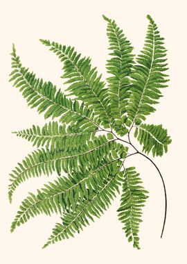 Fern Botany