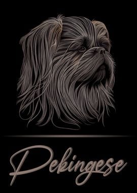 Elegant Pekingese