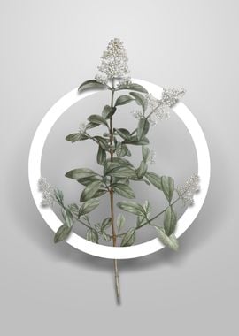 Vintage Wild Privet Flower