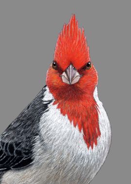 Red crested cardinal