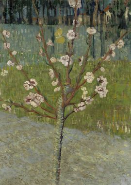 Almond Tree in Blossom