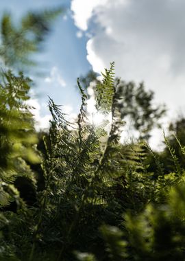 Sun shining through fern