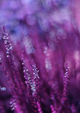 Autumn purple heathers