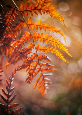 Fern leaf in autumn forest