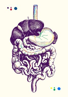 Digestive tract