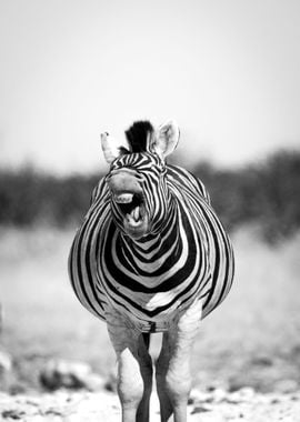 Funny zebra