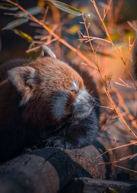 Sleepy red panda