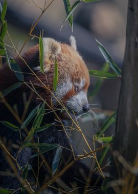 Lovely Red panda 