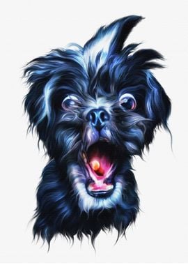 Weird Shih Tzu