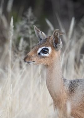 Dik dik antelope portrait