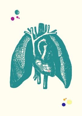 Heart and Lungs 