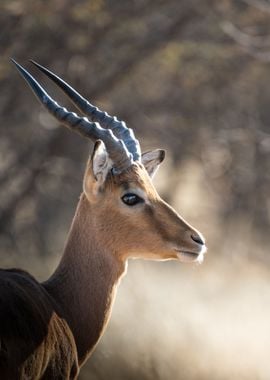 Impala portrait