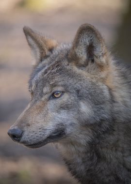 Wolf Ghost of the Forest