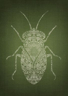 Evergreen Beetle