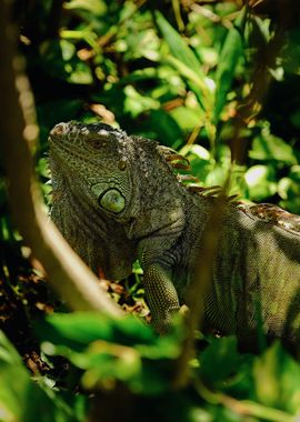 Green Iguana In Mexico