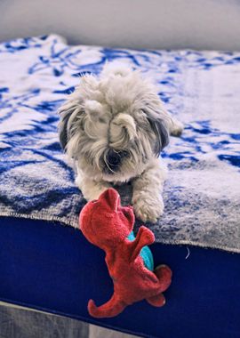 PUPPIES PLAYING DOLL