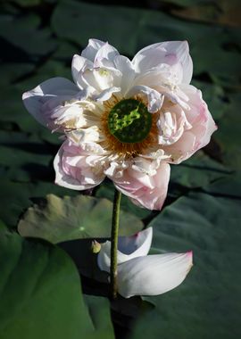 Heavy petal lotus